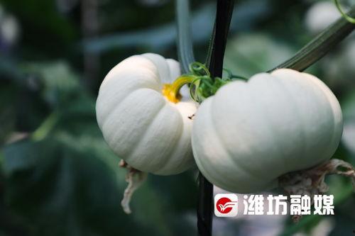 潍坊跳舞吃瓜网在线,带你领略潍坊特色舞蹈文化，畅享夏日清凉瓜果盛宴